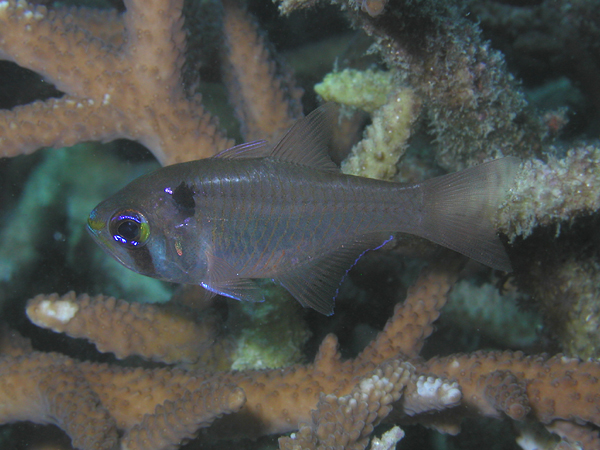 Archamia melasma (Pesce cardinale dal punto nero)